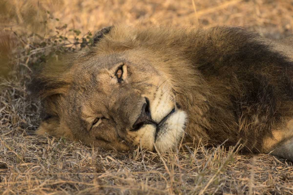 Botswana, Savute Game Reserve Sleeping male lion art print by Jim Zuckerman for $57.95 CAD